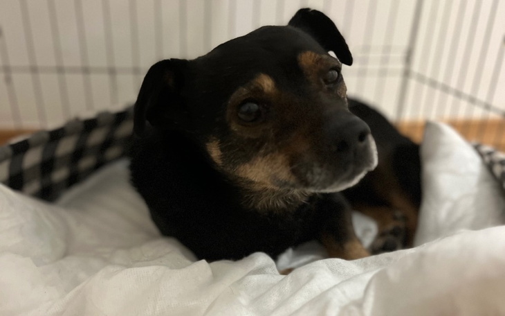 Zbiórka Nim zabierze mnie schronisko - zdjęcie główne