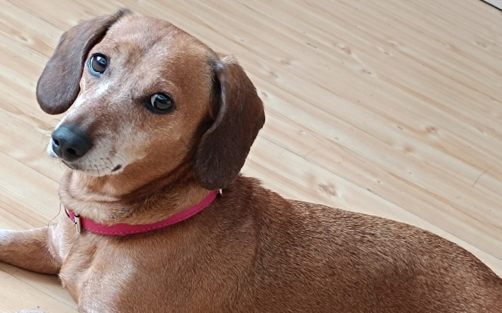 Pies leżący na podłodze, patrzący w stronę obiektywu.