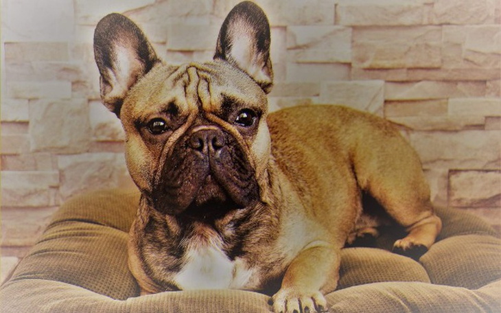 Zbiórka Stanąć na cztery łapy - buldożek - zdjęcie główne