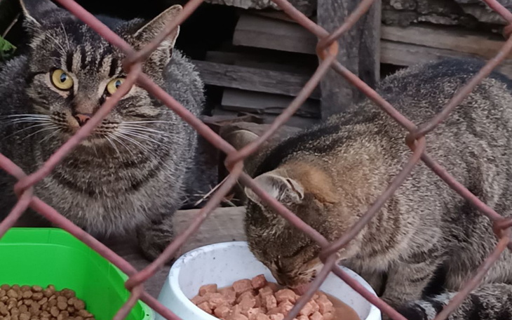 Dwa koty jedzące z miski, widoczne przez ogrodzenie.