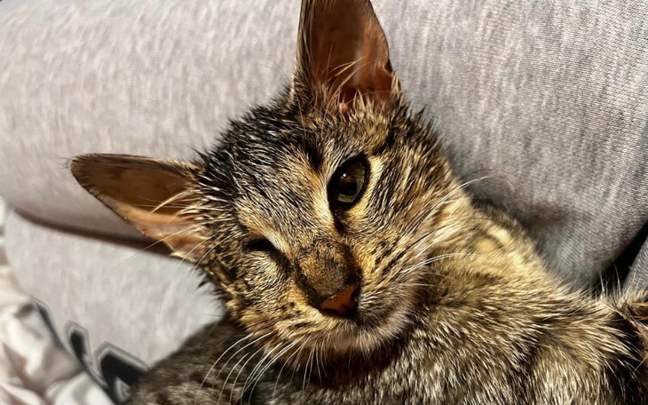 Zbiórka Leczenie Heli na FIP - zdjęcie główne