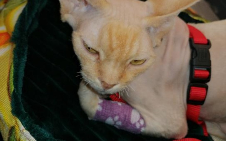 Zbiórka Pomoc Zgredziowi. - zdjęcie główne