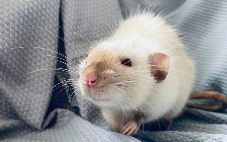 Zbiórka Październik u Ogoniastych - zdjęcie główne