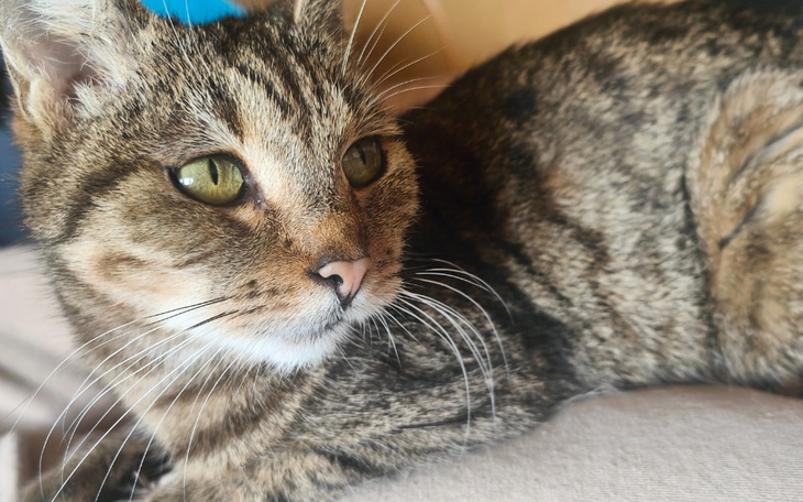 Kot odpoczywający na kanapie, z pięknymi zielonymi oczami.