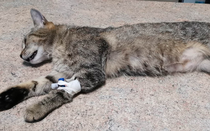 Zbiórka Rozbita na asfalcie - zdjęcie główne