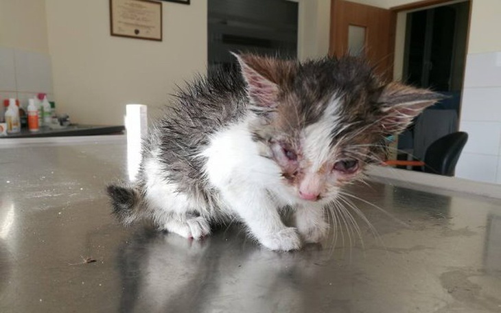 Zbiórka Ratujemy kociaki - sezon 2017 - zdjęcie główne