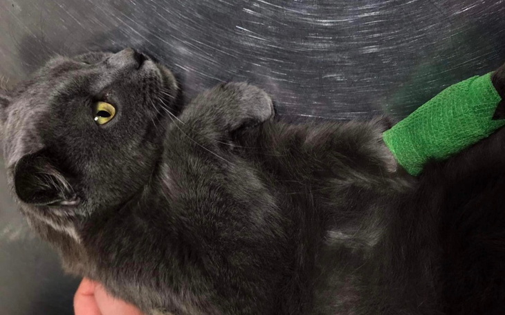 Zbiórka Życie dla Silvera - zdjęcie główne