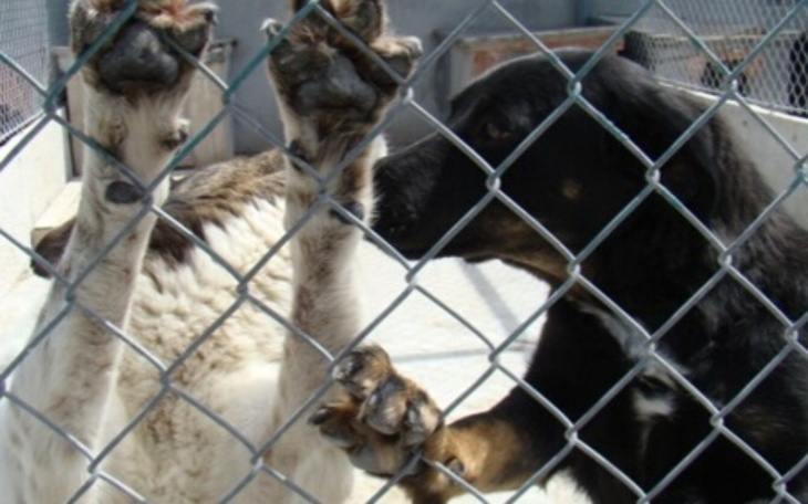 Zbiórka Zbiórka na schronisko w Radomiu - zdjęcie główne