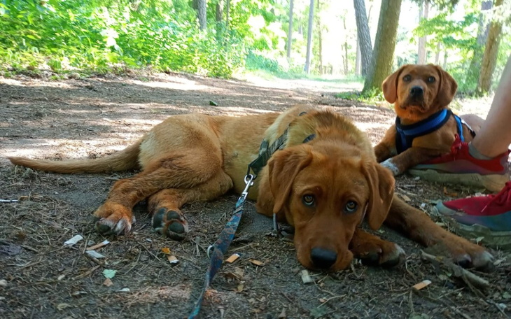 Zbiórka Adopciaki Kasi dla bezdomnych - zdjęcie główne