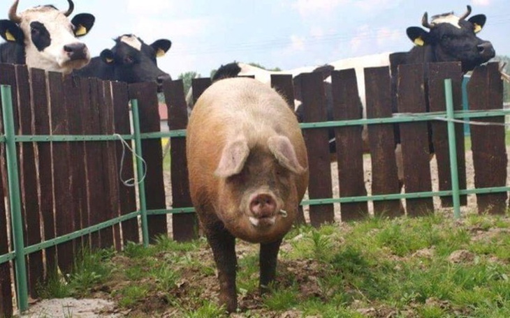 Zbiórka Domki dla ocalonych świnek - zdjęcie główne