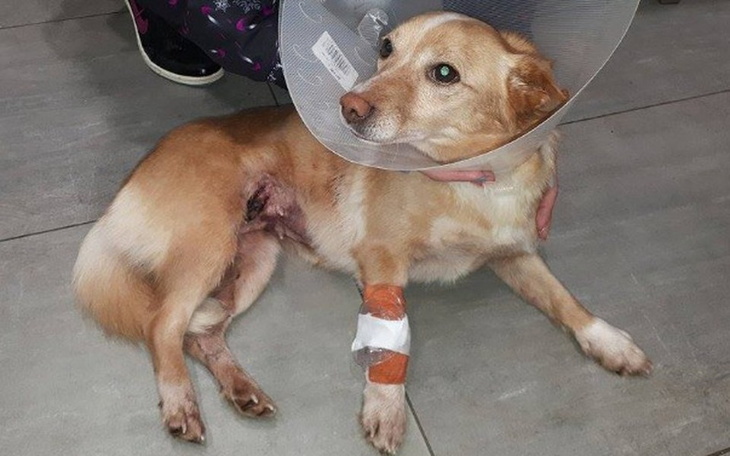 Zbiórka Na ratunek Ginie - zdjęcie główne