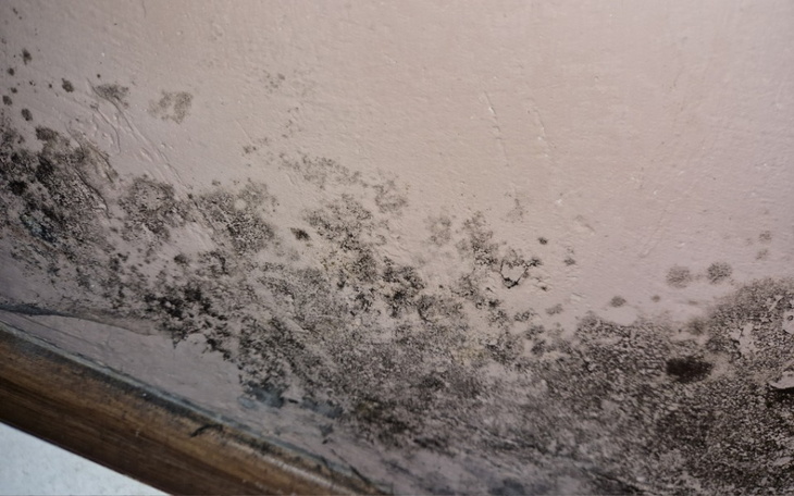 Zbiórka Remont grzyb wilgoć - zdjęcie główne