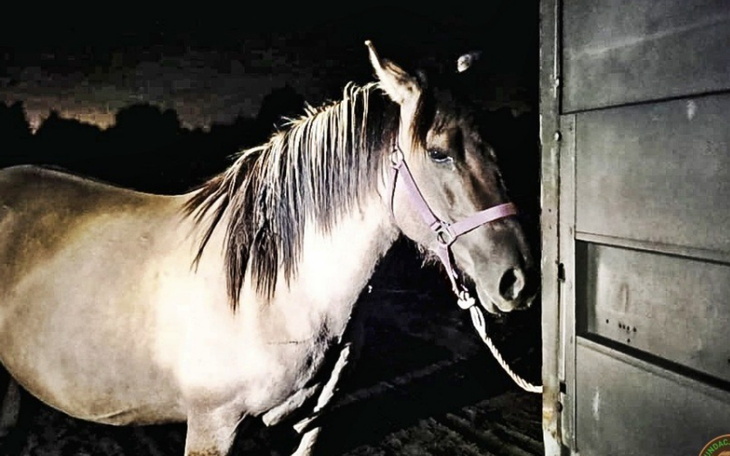 Koń stojący w ciemnym pomieszczeniu.