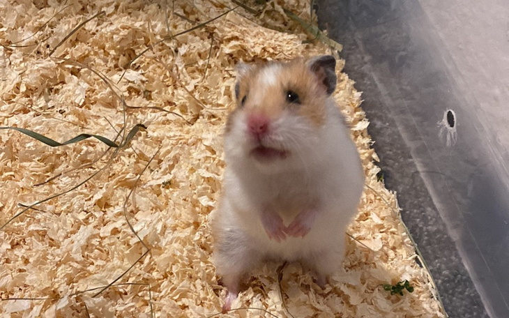 Zbiórka Operacja chomiczka - zdjęcie główne