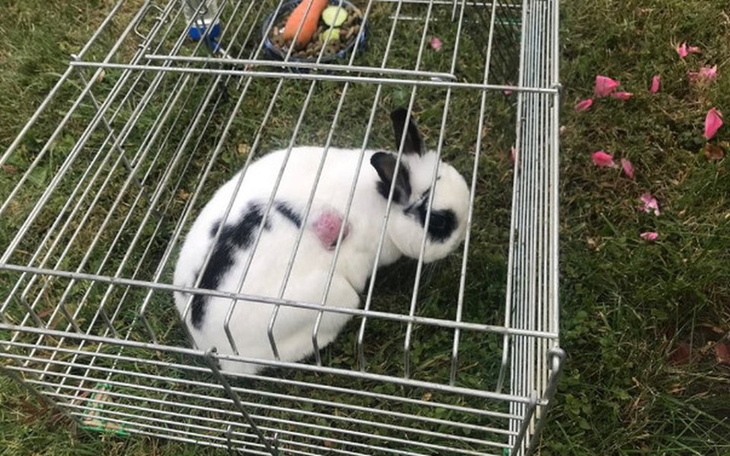 Zbiórka Usunięcie guza u króliczycy Zosi - zdjęcie główne