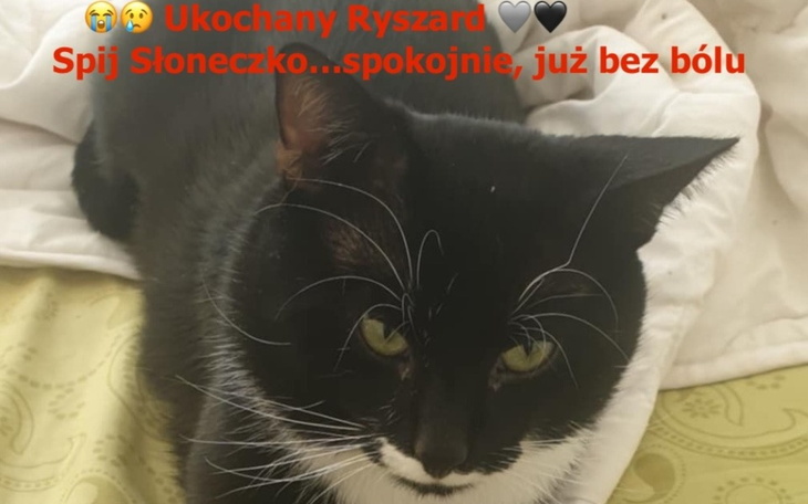 Czarny kot leżący na łóżku, z napisem o miłości.