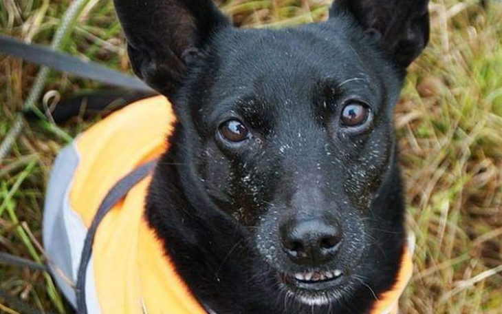 Zbiórka SZANTI - hotelik - zdjęcie główne