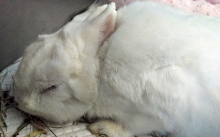 Zbiórka Leczenie Amona i Paluszka - zdjęcie główne