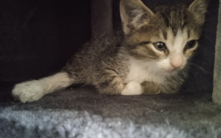 Zbiórka Pomóżmy żeby zachował łapkę - zdjęcie główne