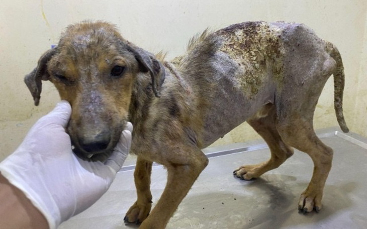 Chory pies w potrzebie, wymaga pilnej pomocy weterynaryjnej.