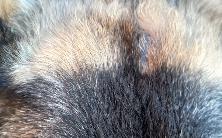 Zbliżenie na futro psa, ukazujące różnorodność kolorów.