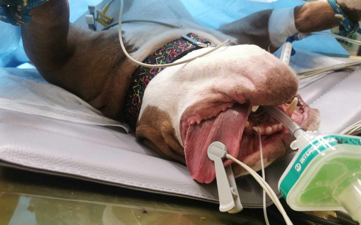 Zbiórka Abi - zdjęcie główne