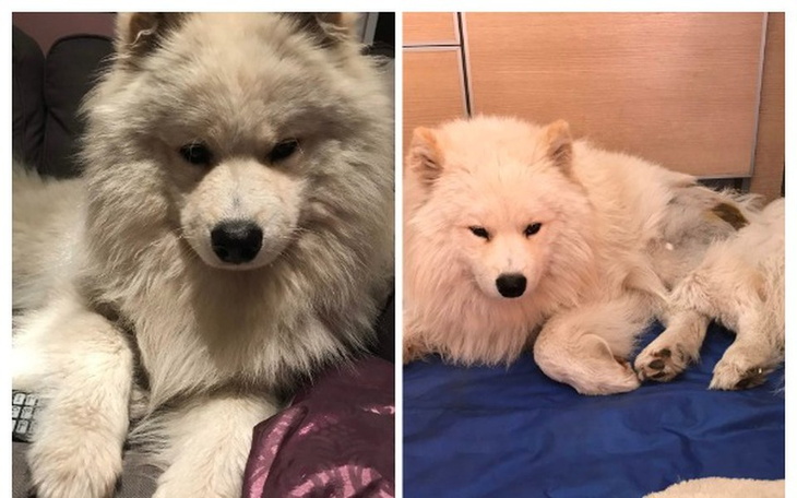 Zbiórka Proteza dla Cookiego - zdjęcie główne