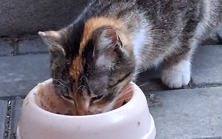 Kot jedzący z miski na szarej powierzchni.