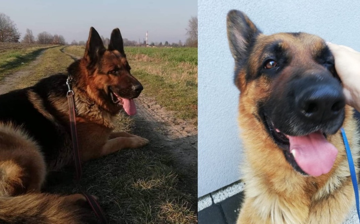 Zbiórka Leczenie Bazyla - zdjęcie główne