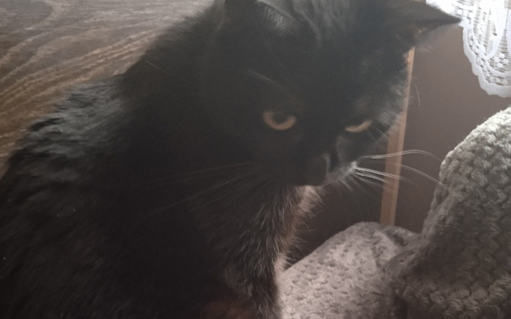 Zbiórka Ratujmy Zorke - zdjęcie główne