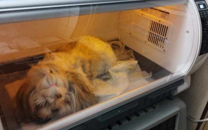 Zbiórka Nowotwór zabija psie dziewczynki - zdjęcie główne