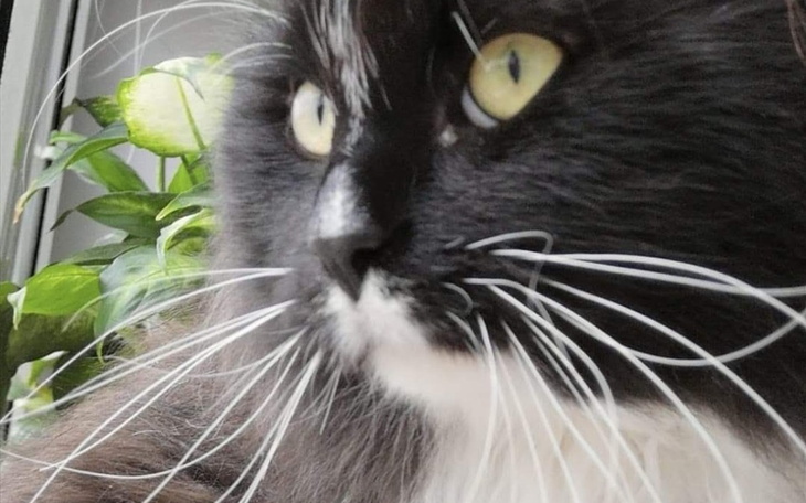 Zbiórka Leczenie i kastracja Borysa - zdjęcie główne