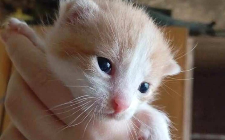 Zbiórka Lepsze jutro dla kociaków - zdjęcie główne