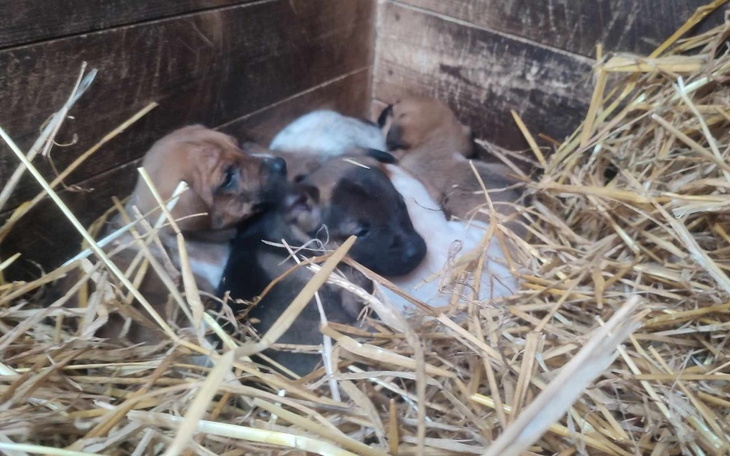 Słodkie szczenięta w słomie, odpoczywające w drewnianej skrzyni.