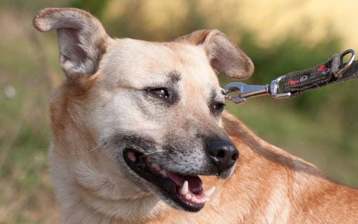 Zbiórka Na operację łapki... - zdjęcie główne