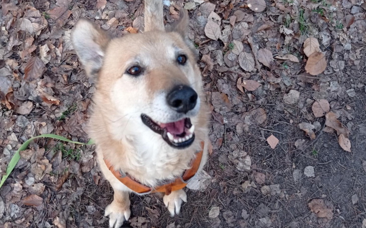 Szczęśliwy pies w lesie, otoczony opadłymi liśćmi.