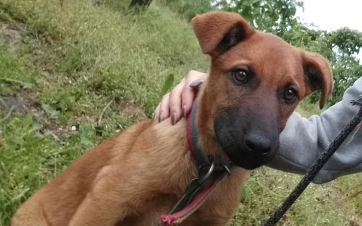 Zbiórka Wsparcie wyrzuconej suni - zdjęcie główne