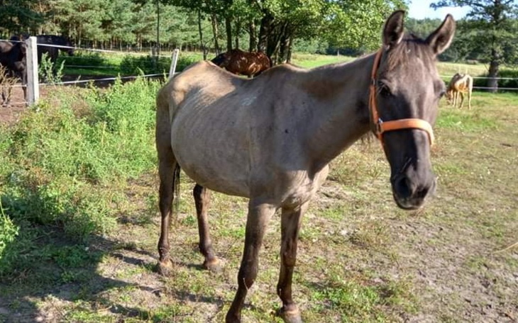 Zbiórka Na transport Nadzieji do domu - zdjęcie główne