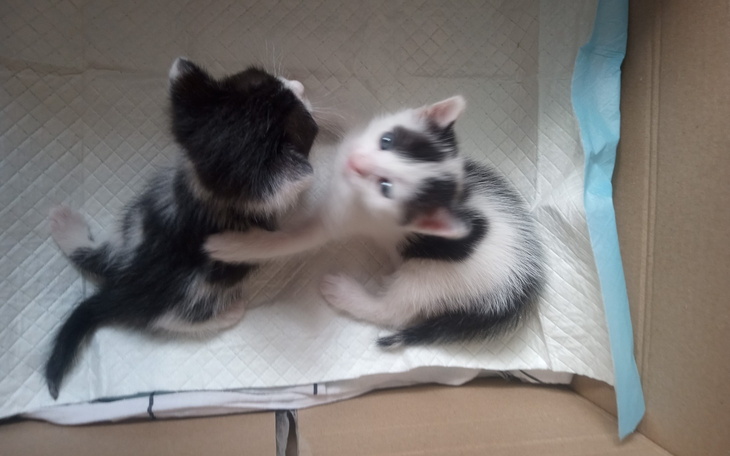 Dwa małe kocięta bawiące się w kartonowym pudełku.