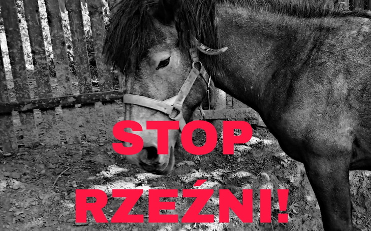 Koń z napisem 'STOP RZEŹNI!!' w tle.