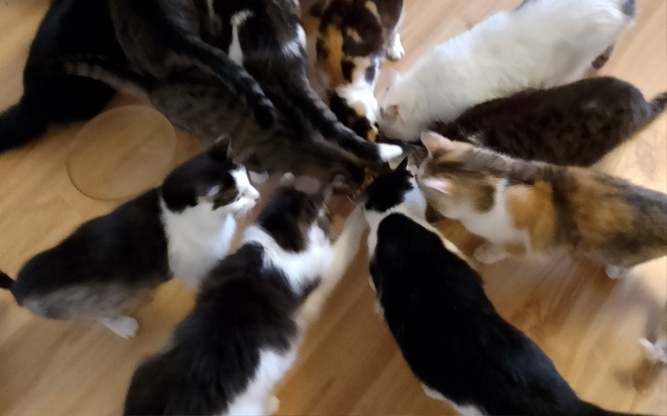 Zbiórka Karma dla kotów w Kociarni - zdjęcie główne