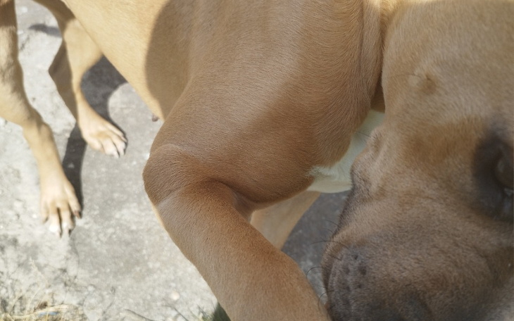 Zbiórka Przytulisko karma leczenie leki - zdjęcie główne