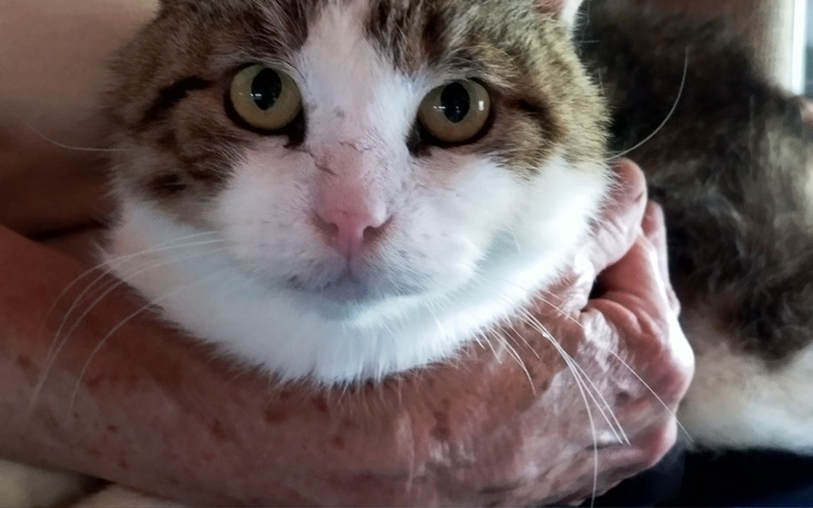 Kota trzymanego na rękach, z wyrazistymi oczami.