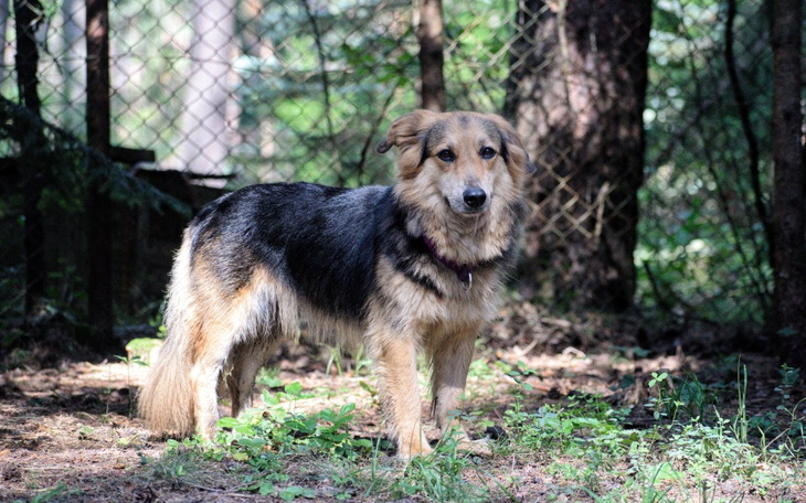Zbiórka Mona... czy ktoś da jej szansę - zdjęcie główne