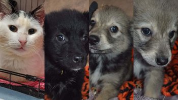 Zbiórka Transport Alberta + 8szczeniąt - miniaturka zdjęcia