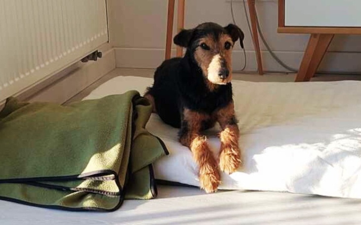 Pies leży na poduszce w jasnym pomieszczeniu.