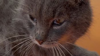 Zbiórka Zatrzymać śmierć Bogusia - miniaturka zdjęcia