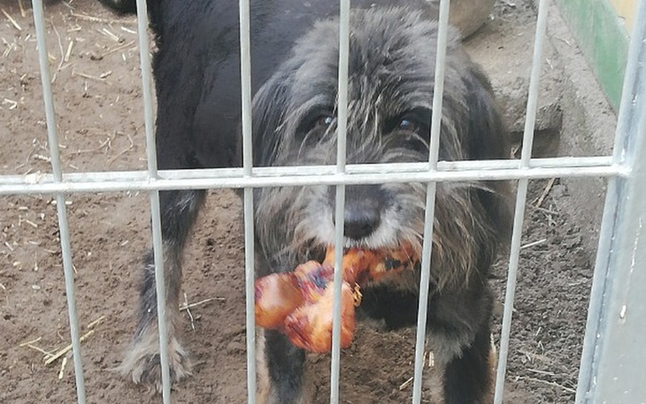 Zbiórka Zdrowa karma dla Azorków - zdjęcie główne