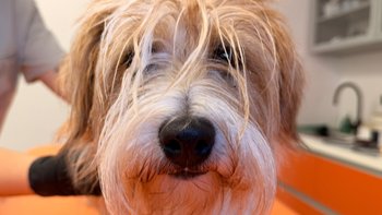 Zbiórka Luca potrzebuje pomocy - miniaturka zdjęcia