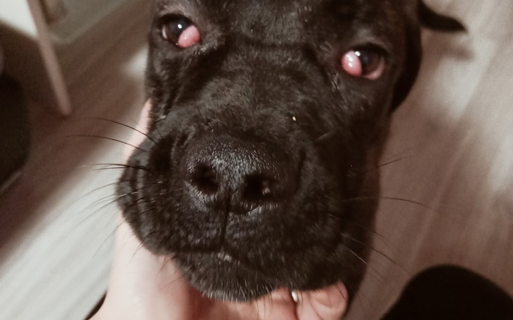 Zbiórka na leczenie oczow uratowanego ps - zdjęcie główne